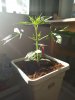 white widow coco week3 #2.jpg