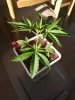 white widow coco week3 #4.jpg