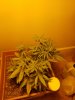 Resized_20171207_094319_6579.jpeg