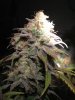 StrawberryCough_20171208 007.jpg