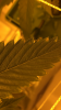 IMG_3744.PNG