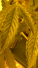 IMG_3745.PNG