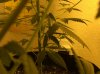 plant 3.JPG