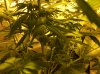 plant 4.JPG