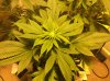 plant 5.JPG