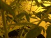 plant 1.JPG