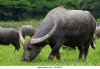 domestic-asian-water-buffalo-bubalus-bubalis-herd-grazing-in-field-efrafc.jpg