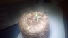 Seedling to one side.jpg