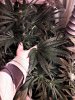 20171215_192056.jpg 20171215_192056.jpg