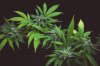 Sativa Art fine art cannabis photography (4 of 7).jpg