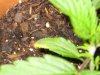 Yellow Plant Leaves 013.jpg