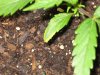 Yellow Plant Leaves 015.jpg