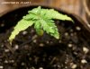 sickplants331.jpg