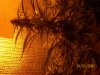 106_0018.jpg