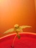 plant1.jpg