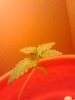 plant2.jpg