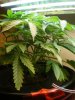 plant 1 lst, then top.JPG