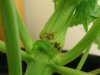 plant 1 tear.JPG