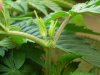 plant 1, topped.JPG