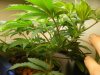 plant 2 lst.JPG