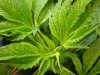 plant 2.JPG