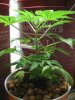 plant 3.JPG