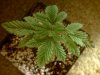 pot2 002.jpg