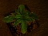 pot2 004.jpg