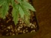 pot2 005.jpg