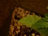 pot2 009.jpg