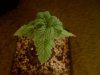 pot2 008.jpg