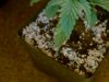 pot2 011.jpg