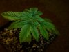 pot2 013.jpg