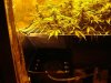 947783558-scrog.jpg