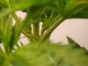 DSC00475_thumb.jpg