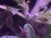 Alien vs Triangle (male or female 2?).JPG