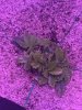 Sour Diesel #1 (top view).JPG