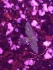 Sour Diesel #2 (new seedling) (top view).JPG