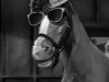 mister-ed-18.jpg