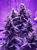 f-GROW-WHITE WIDOW af 7 WEEKS.jpg