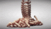 IMG_8667.GIF
