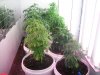 new pics babaies 001.JPG