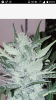 Screenshot_20180106-011928.png