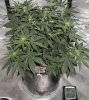 grow2018-1 month.jpg