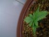 Blue Cheese recovering 13days old.jpg