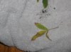 march 09 049.jpg