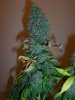 BUDS 004.jpg