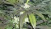 leaves-darkening.jpg leaves-darkening.jpg