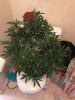 IMG_4376.JPG