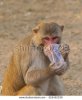 stock-photo-indian-monkey-drinking-from-a-plastic-cup-518452339.jpg